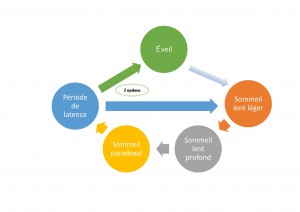 Schéma résumant les étapes du cycle du sommeil